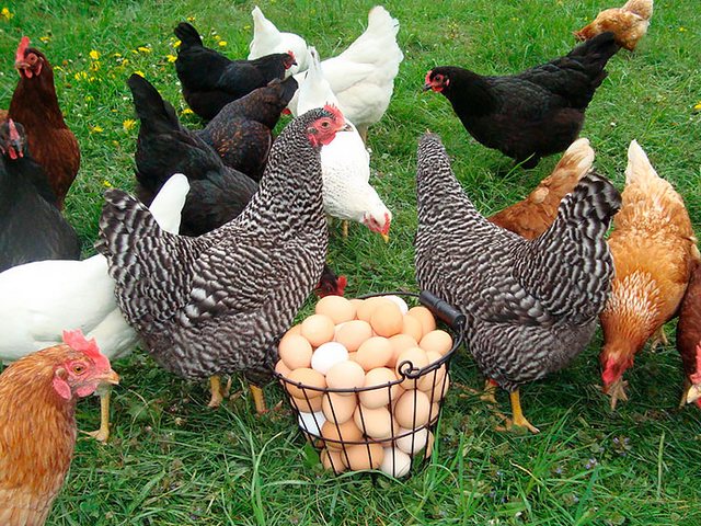 Содержание кур и уход за ними | ЗооТом - продажа, вязка и услуги для животных в Среднеуральске