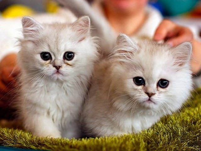 Породы кошек в Среднеуральске | ЗооТом портал о животных