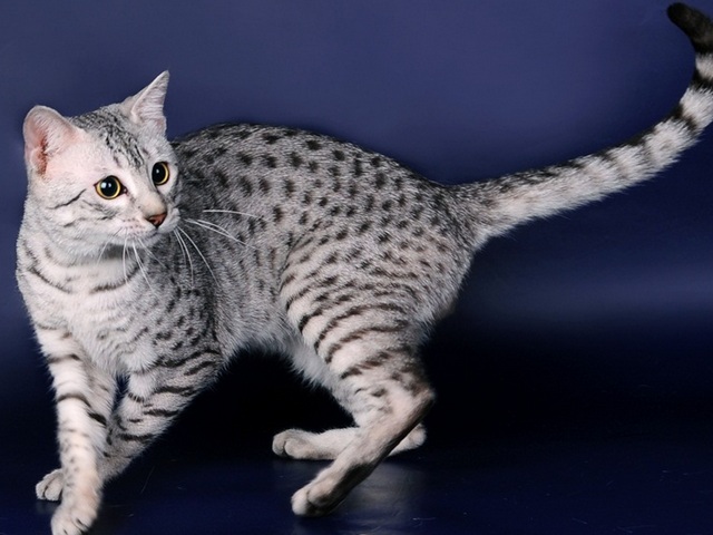 Породы кошек в Среднеуральске | ЗооТом портал о животных