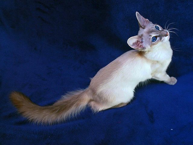 Выведенные породы кошек в Среднеуральске | ЗооТом портал о животных