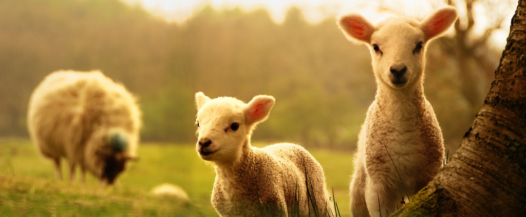 Объявления о сельскохозяйственных животных | ЗооТом - продажа, вязка и услуги для животных в Среднеуральске