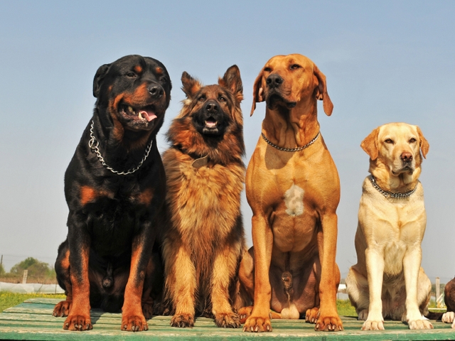 Крупные породы собак в Среднеуральске | ЗооТом портал о животных